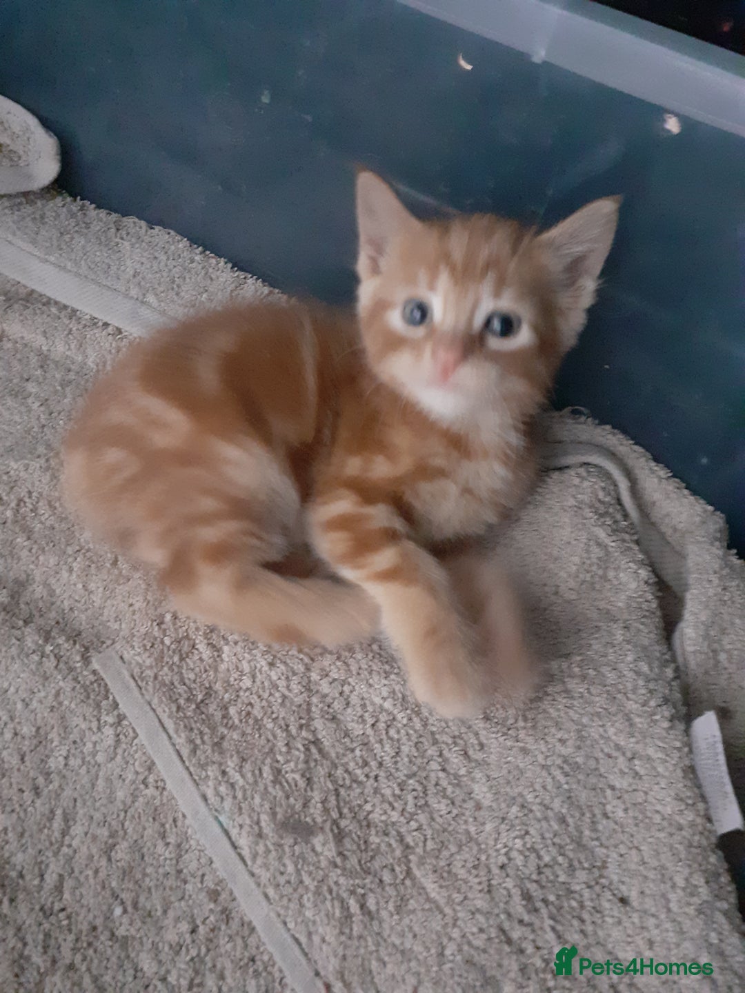 Mixed Breed cats for sale: 4 ginger boys mixed breed - Image 3