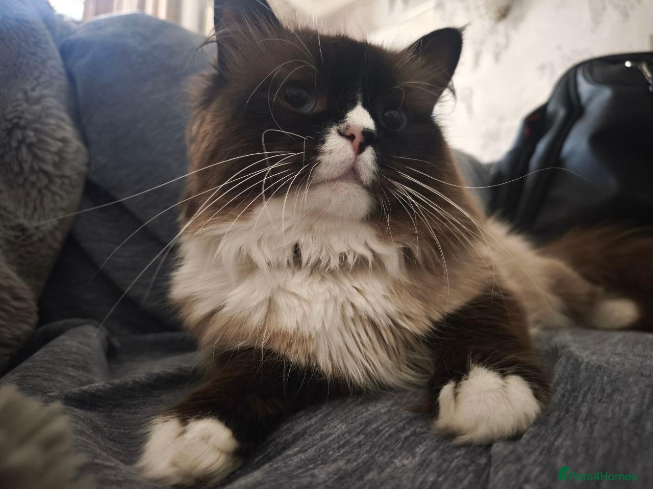 Siberian cats  Siberian Neva Maskarade  Male Available for Stud - Advert 2
