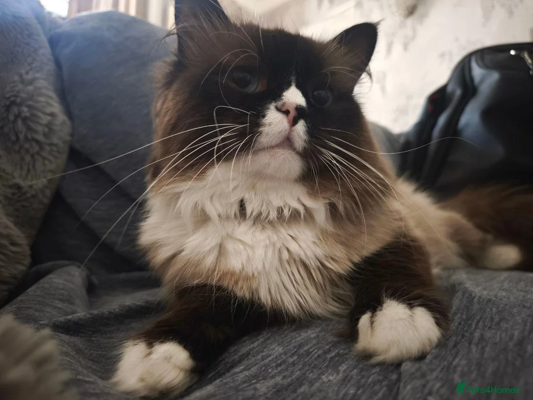 Siberian cats for stud:  Siberian Neva Maskarade  Male Available for Stud in Slough - Advert 1