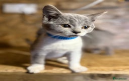 British Shorthair cats for sale: Beautiful blue & white British shorthair kittens  - Image 6