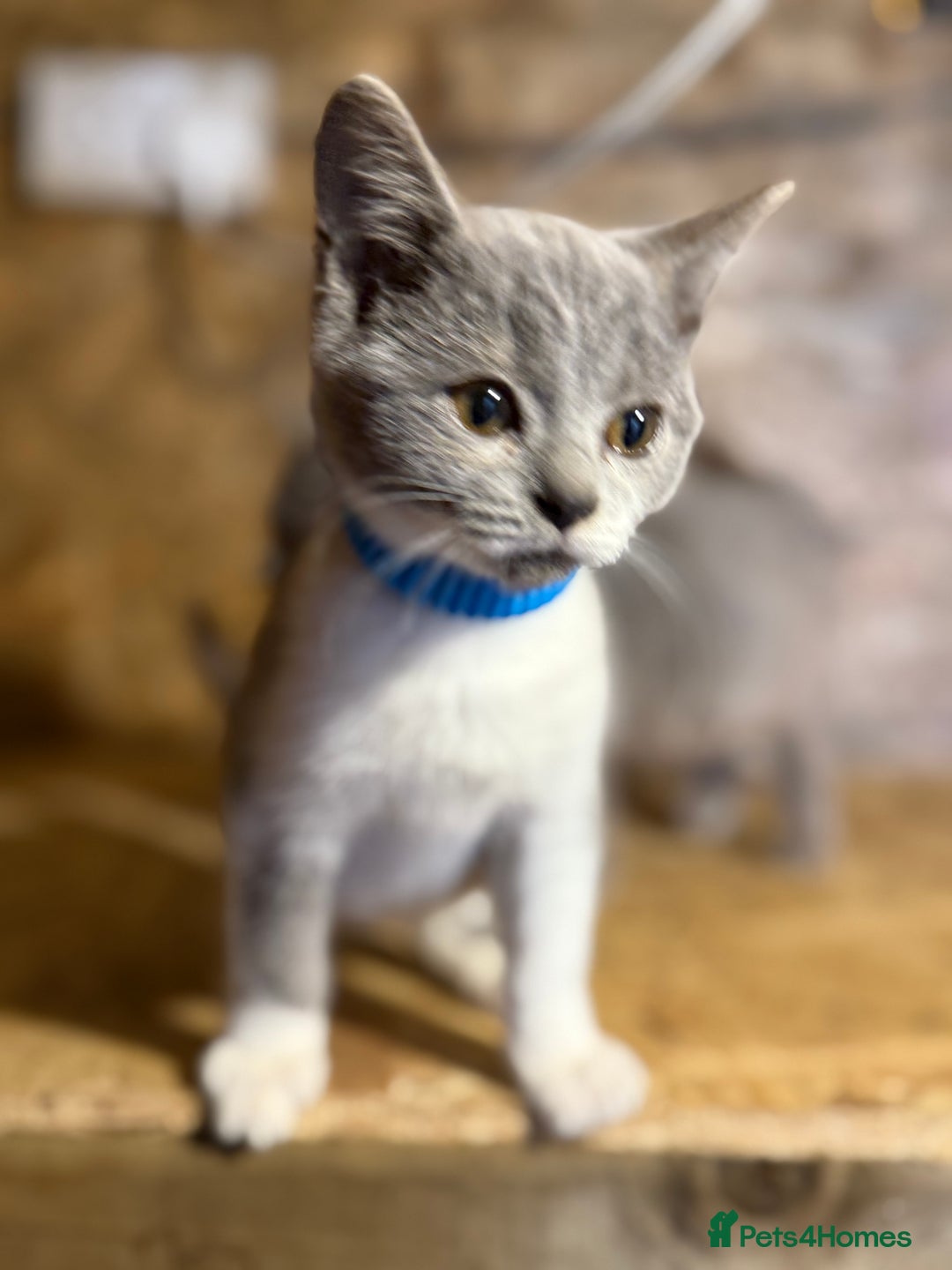 British Shorthair cats for sale: Beautiful blue & white British shorthair kittens  - Image 6