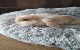 Mini Lop rabbits for sale: Beautiful Mini Lop Babies - 6 to choose from  - Image 21