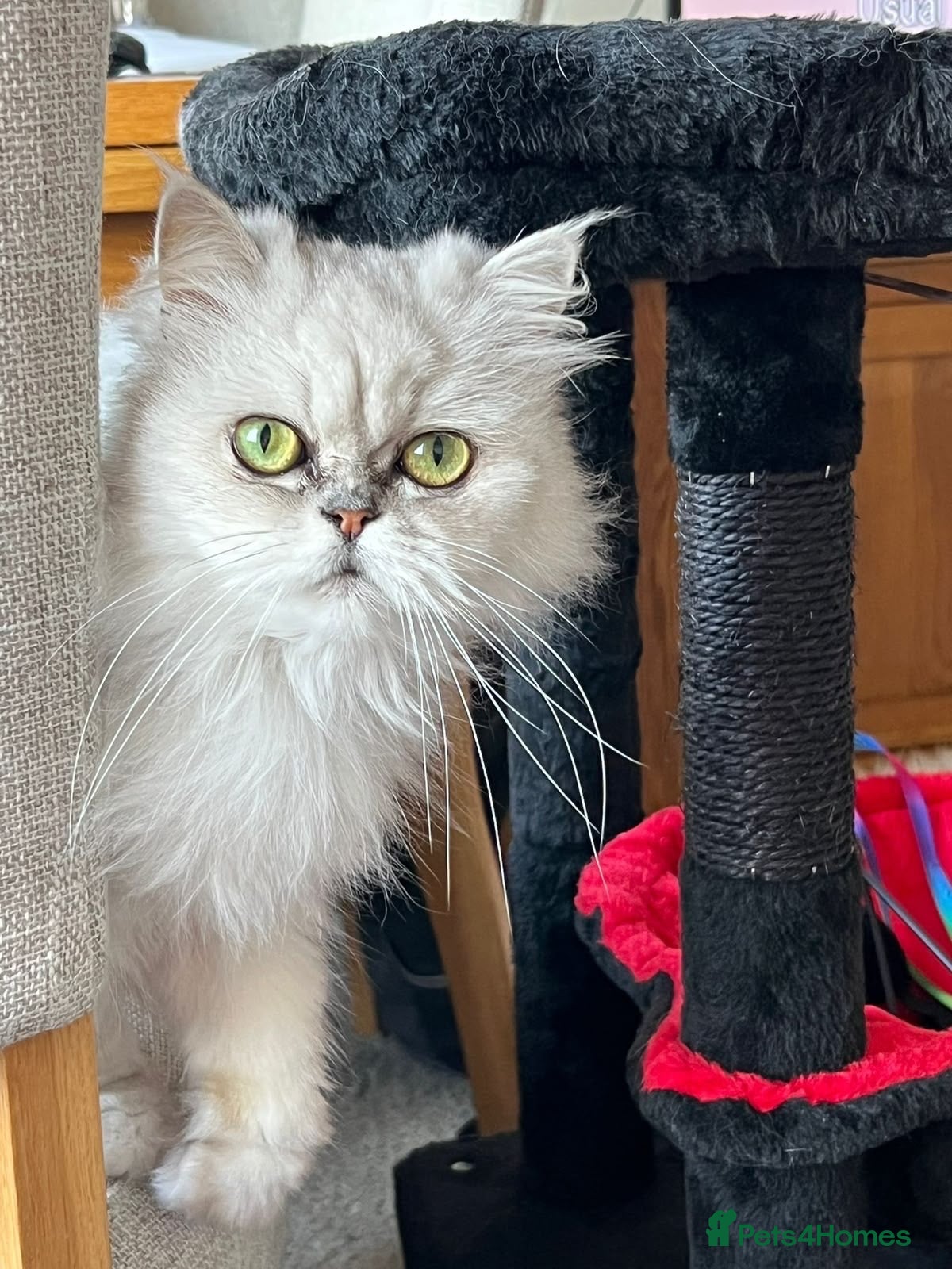 Exotic cats Beautiful Pedigree Persian Cat  - Advert 13