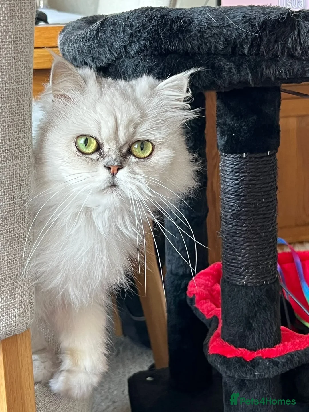 Exotic cats for sale: Beautiful Pedigree Persian Cat  - Advert 1