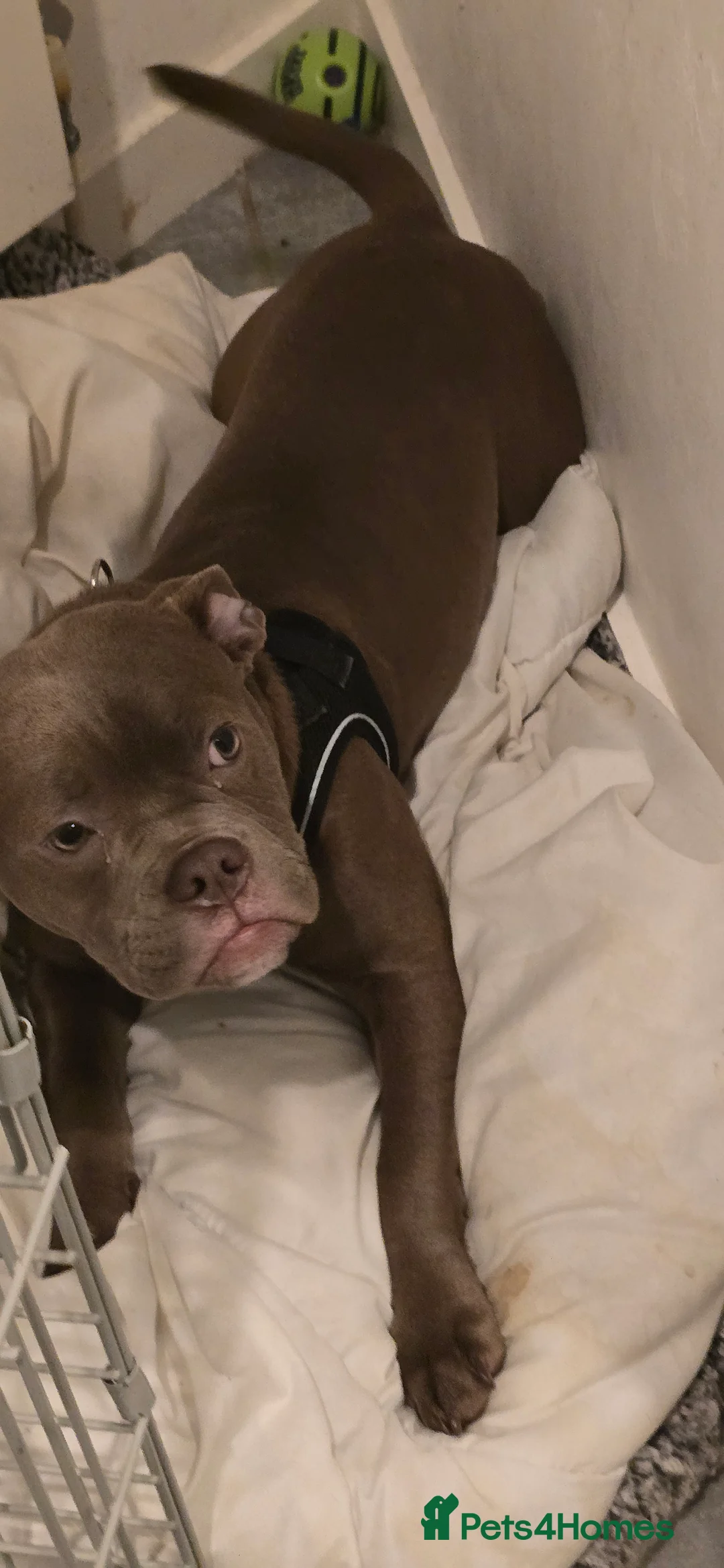 Olde English Bulldogge dogs for sale: 7 Month Old Olde English Bulldog Female - Advert 9