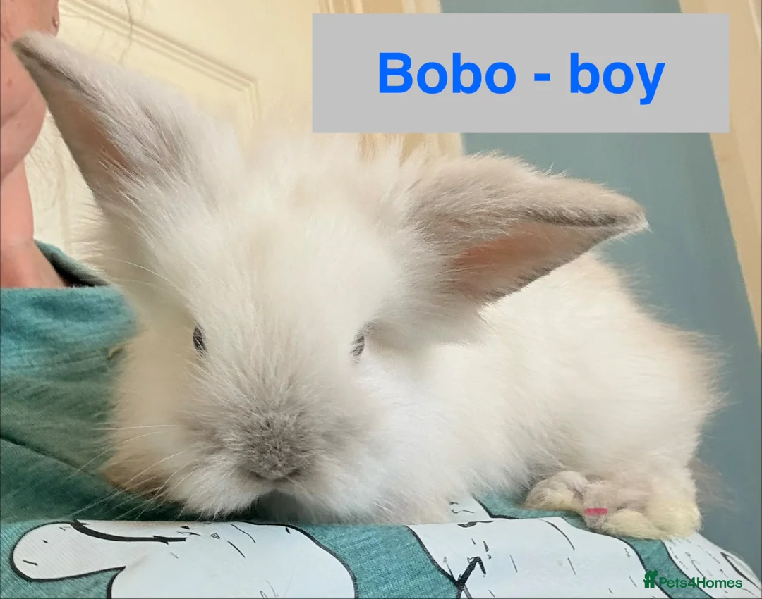 Lionhead rabbits for sale: Double Maned Lionheads Babies - Advert 2