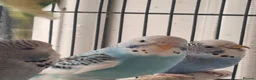 Budgerigars birds for sale: Baby budgies.  - Advert 3
