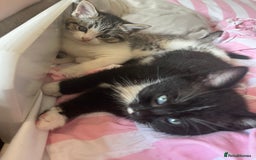 Mixed Breed cats for sale: 2 kittens  - Image 2