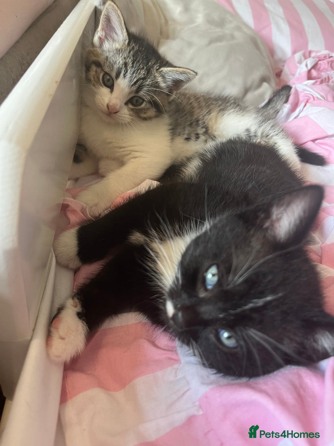 Mixed Breed cats for sale: 2 kittens  - Image 2