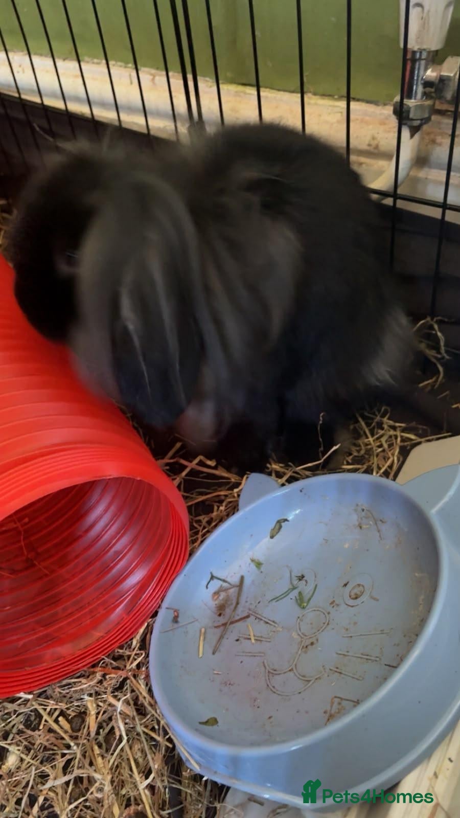 Lionhead rabbits 4-5 months Lionhead w/ or without cage : Renfield - Advert 1