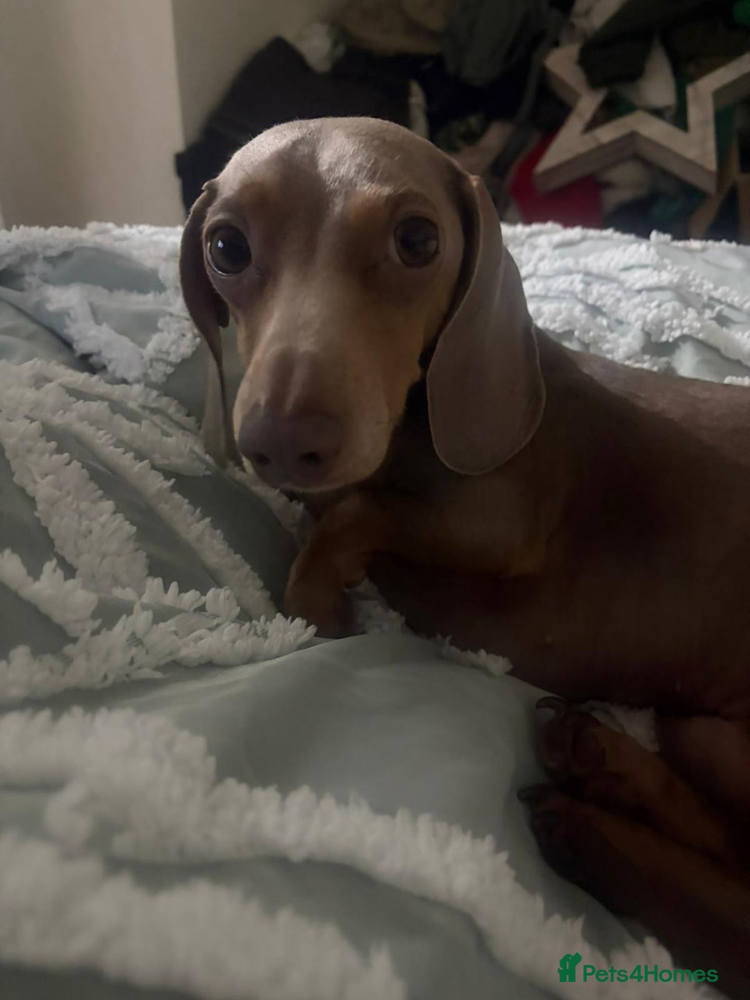 Miniature Dachshund dogs for stud: Isabella and tan for stud  - Advert 1