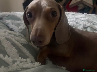 Miniature Dachshund dogs Isabella and tan for stud - Advert 1