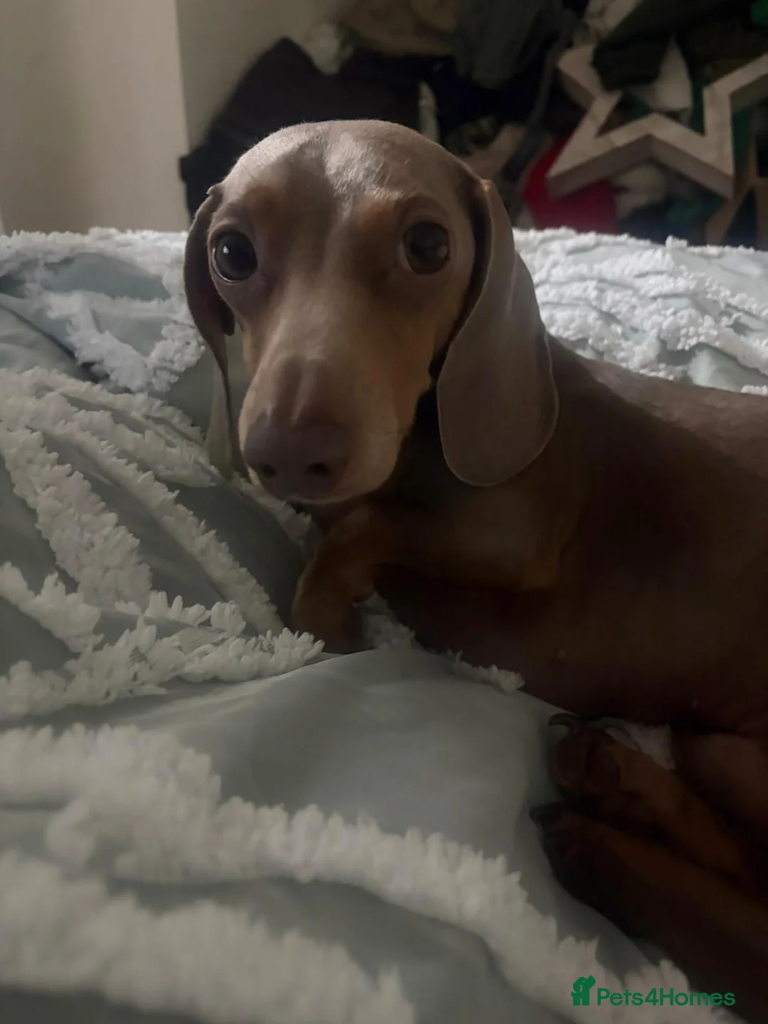 Miniature Dachshund dogs for stud: Isabella and tan for stud  - Advert 1