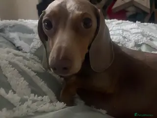 Miniature Dachshund dogs Isabella and tan for stud - Advert 11