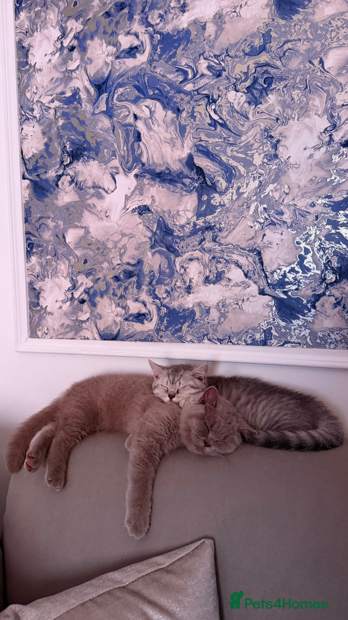 British Shorthair cats Male and Female British Shorthair Kittens - Advert 1