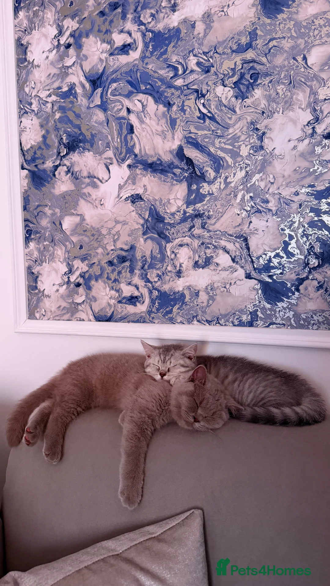 British Shorthair cats for sale: Male and Female British Shorthair Kittens in Larkhall - Advert 1