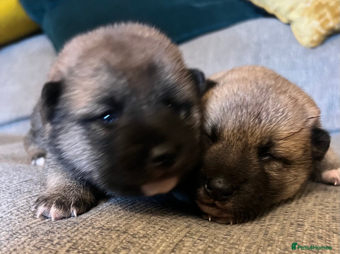 Japanese Shiba Inu dogs for sale: K.C reg Japanese Shiba Inu Puppies - Image 4