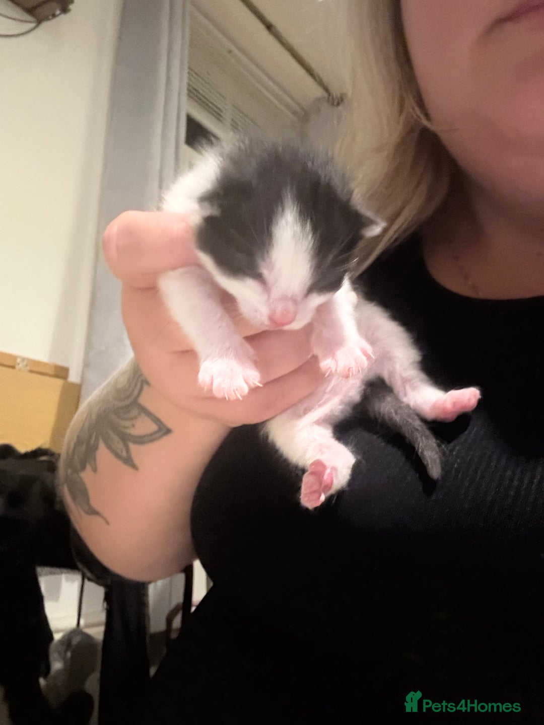 British Shorthair cats for sale: 5 male kittens available  - Image 6