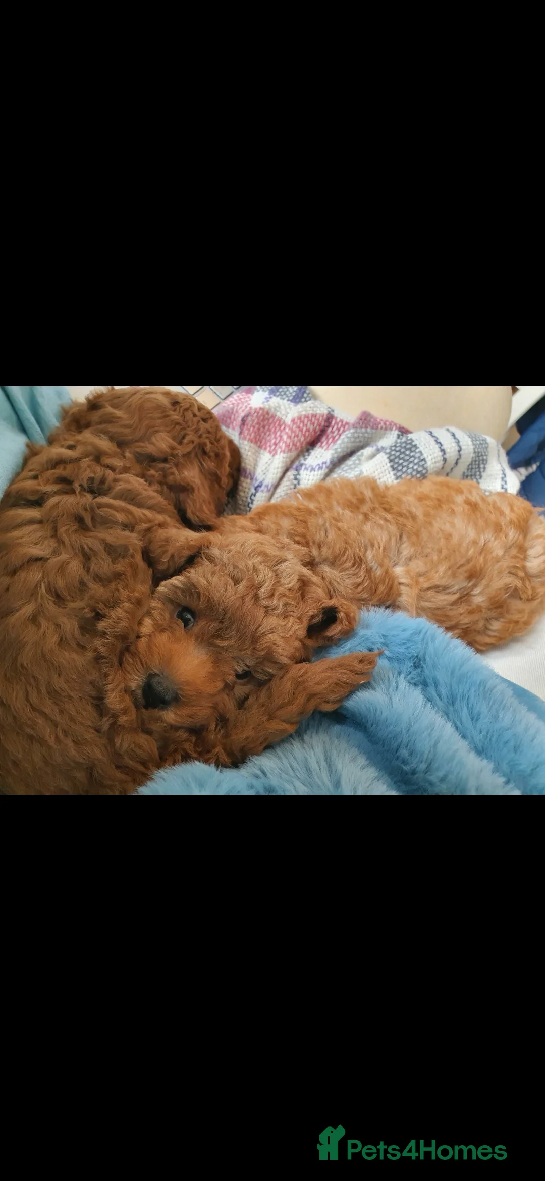 Toy Poodle dogs for stud: ☆Monty - KC Registered TOY POODLE ☆ in Lydney - Advert 19