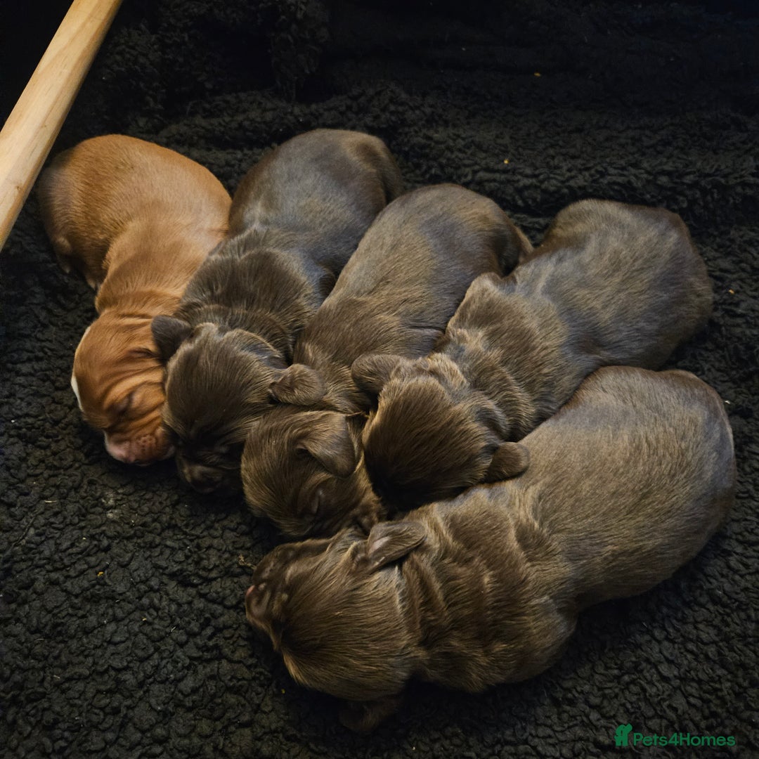 Cocker Spaniel dogs for sale: Cocker spaniel Puppies Males and females - Advert 11