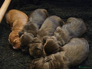 Cocker Spaniel dogs - Advert 6