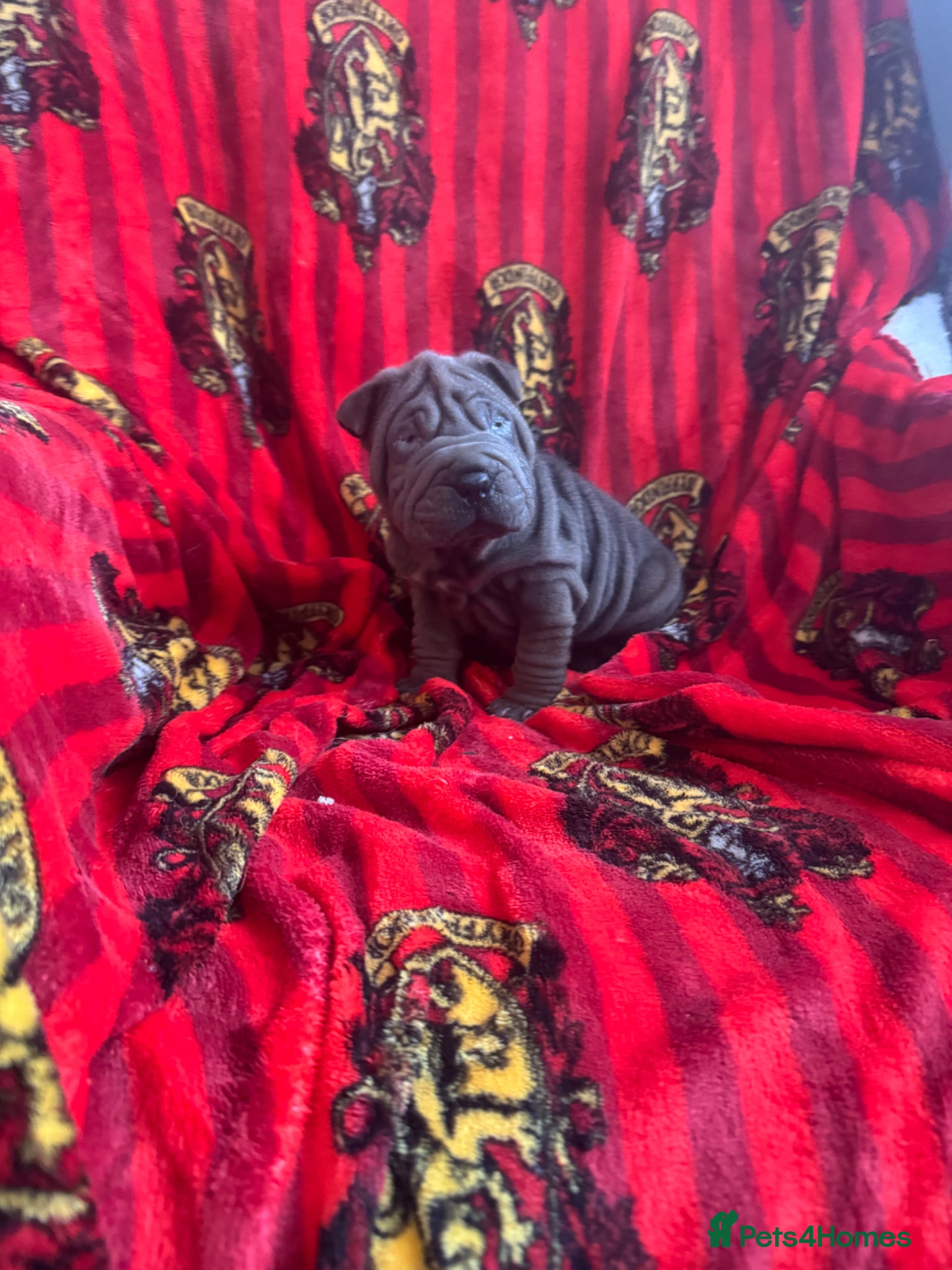 Shar Pei dogs Kc registered sharpei babies too quality  - Advert 2