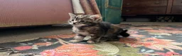 Mixed Breed cats for sale: Beautiful Tabby Kittens - Advert 13