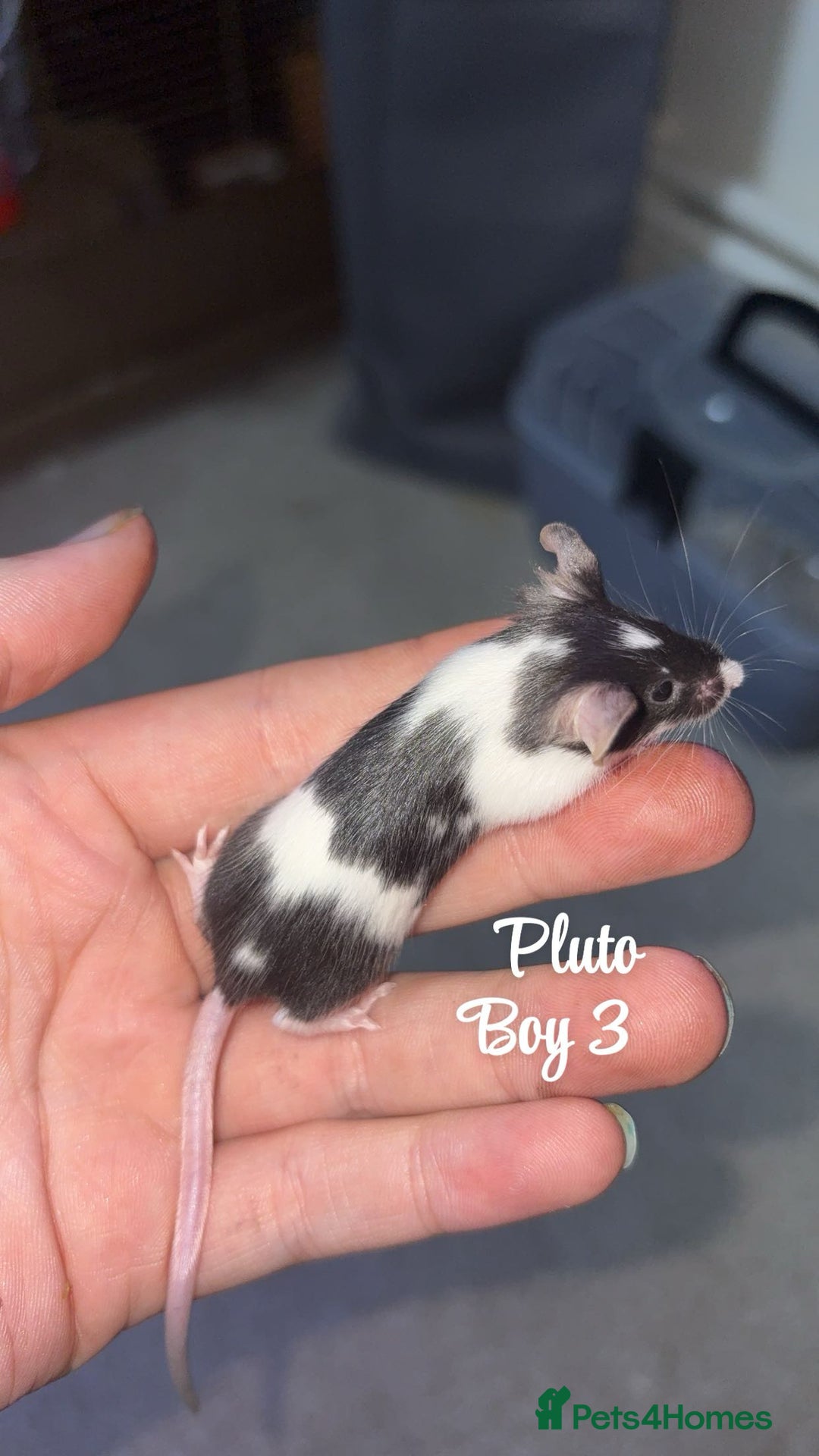 Mouse rodents for sale: Baby mice males and females  in Honiton - Image 4