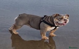 English Bulldog dogs for sale: Epic bullyz bulldog stella - Advert 10