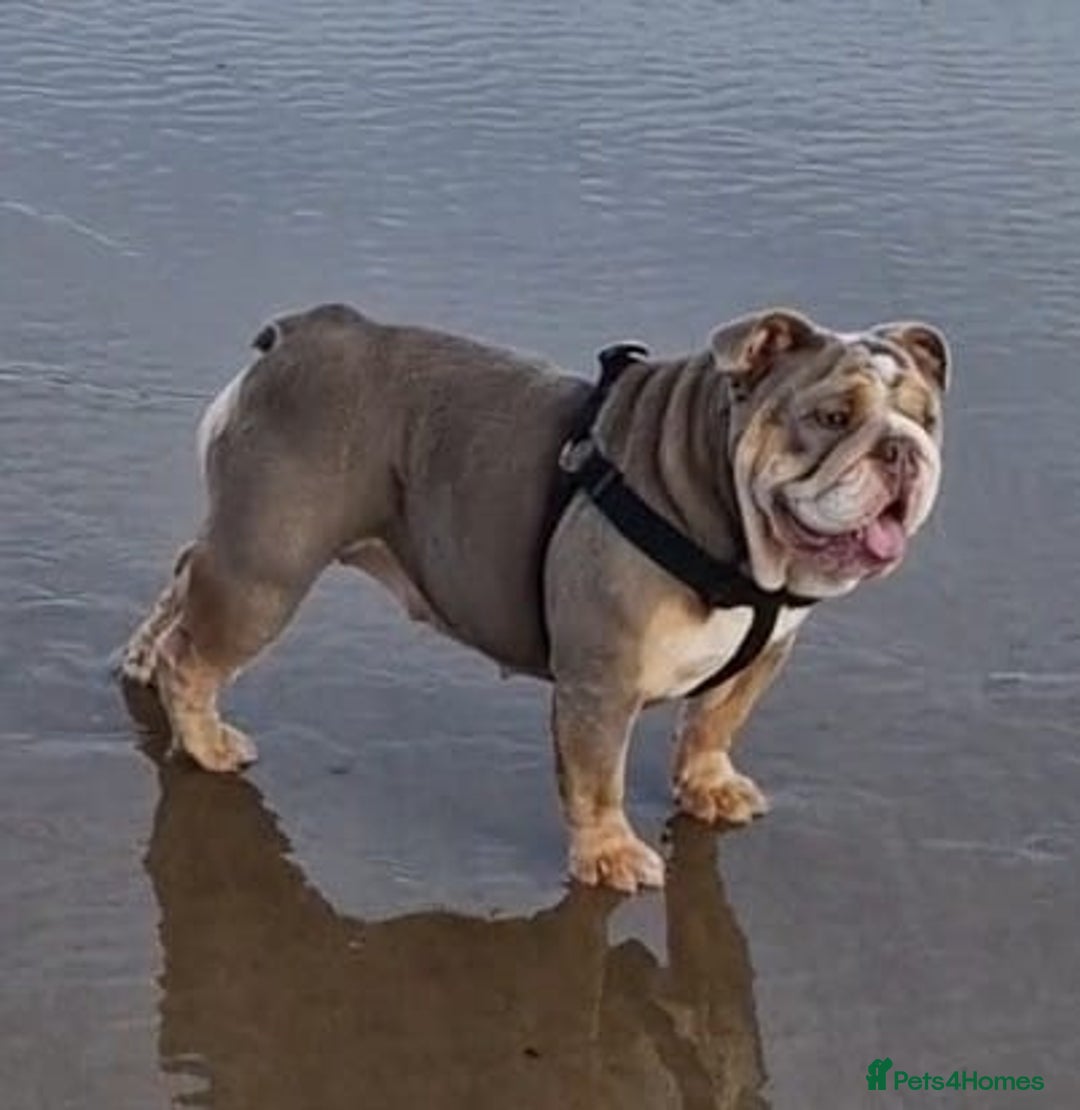 English Bulldog dogs for sale: Epic bullyz bulldog stella - Advert 10