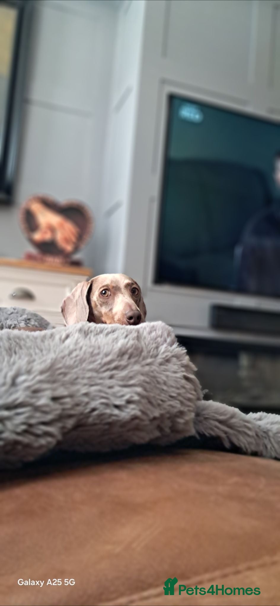 Miniature Dachshund dogs Beautiful Mini Dashound  - Advert 13