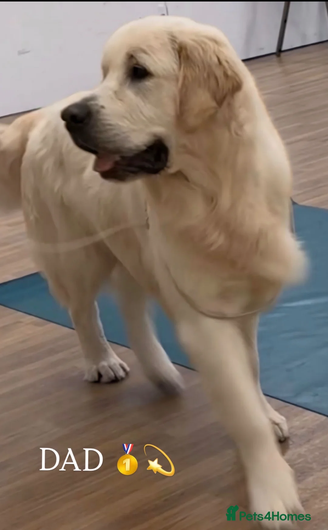 Golden Retriever dogs for sale: Bonellynova Golden Retriever Boys ✨ - Advert 2
