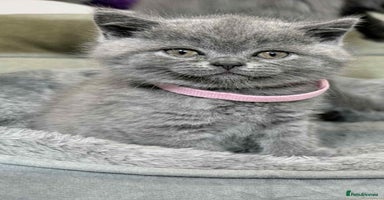 British Shorthair cats - Advert 4