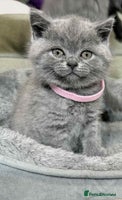 British Shorthair cats - Advert 2