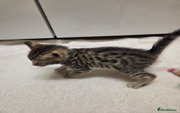 Bengal cats for sale: Beautiful 1/2 bengal kittens - Image 2