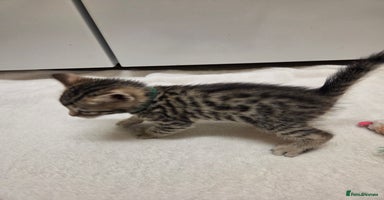 Bengal cats - Advert 12