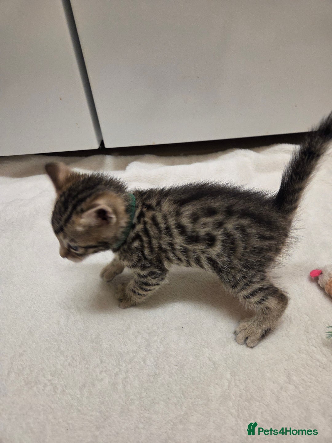 Bengal cats for sale: Beautiful 1/2 bengal kittens - Image 2