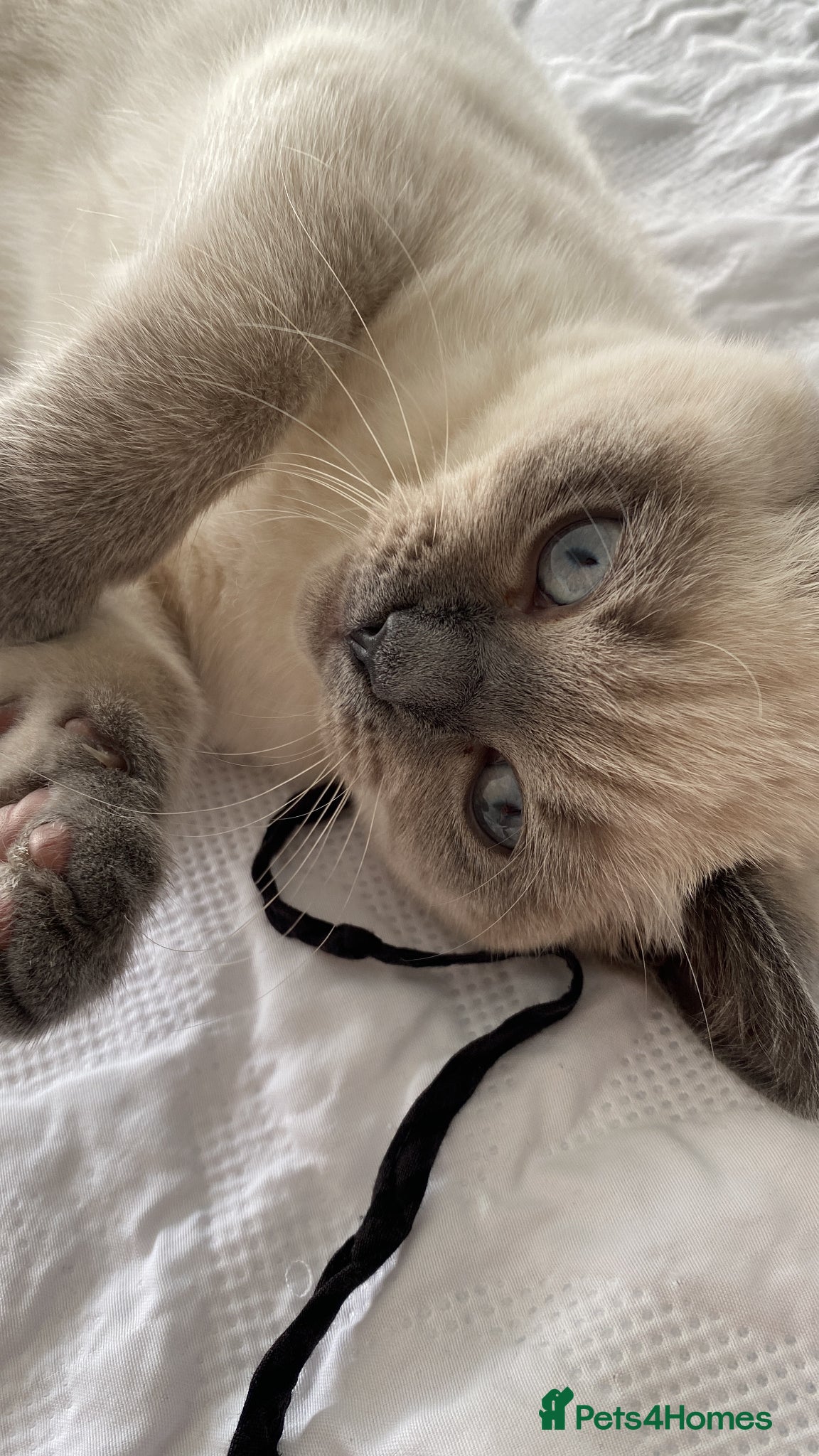 British Shorthair cats British short hair cat- blue  - Advert 1