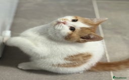British Shorthair cats for sale: Red & white boys ready now  - Image 12