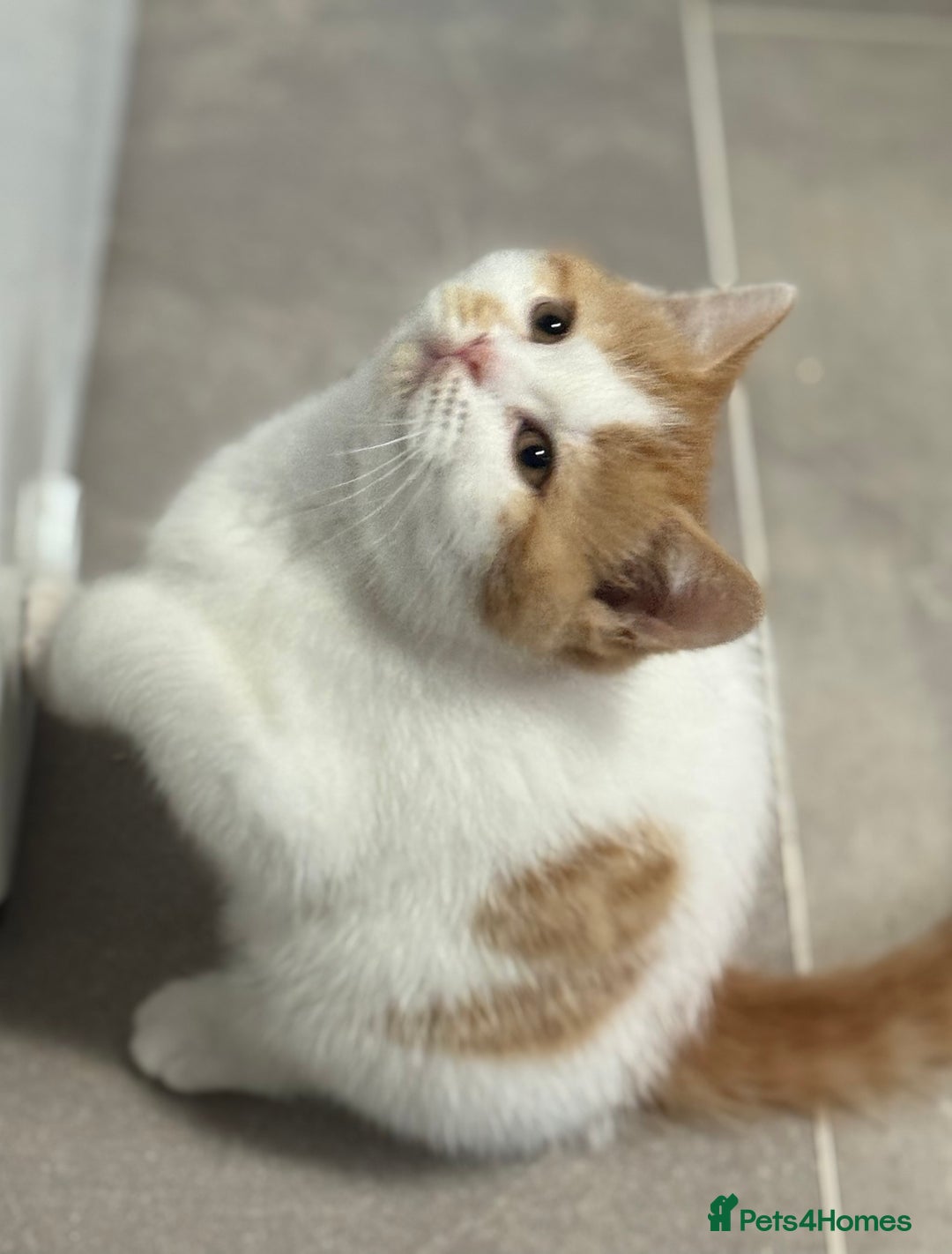 British Shorthair cats for sale: Red & white boys ready now  - Image 12