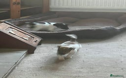 Jack Russell dogs for sale: Jack Russell pups - Image 2