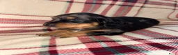Dachshund dogs for sale: Quality Dachunds - Advert 27