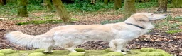 Golden Retriever dogs for sale: Exceptional Golden retriever litter - Advert 1