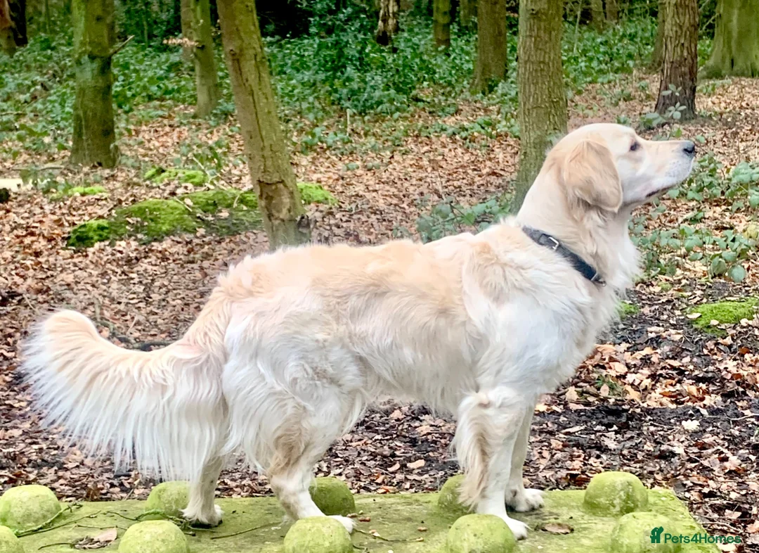 Golden Retriever dogs for sale: Exceptional Golden retriever litter - Advert 1