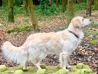 Golden Retriever dogs Exceptional Golden retriever litter - Advert 6