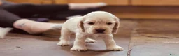 Cocker Spaniel dogs for sale: Pedigree show cocker pups, health tested parents - Advert 10