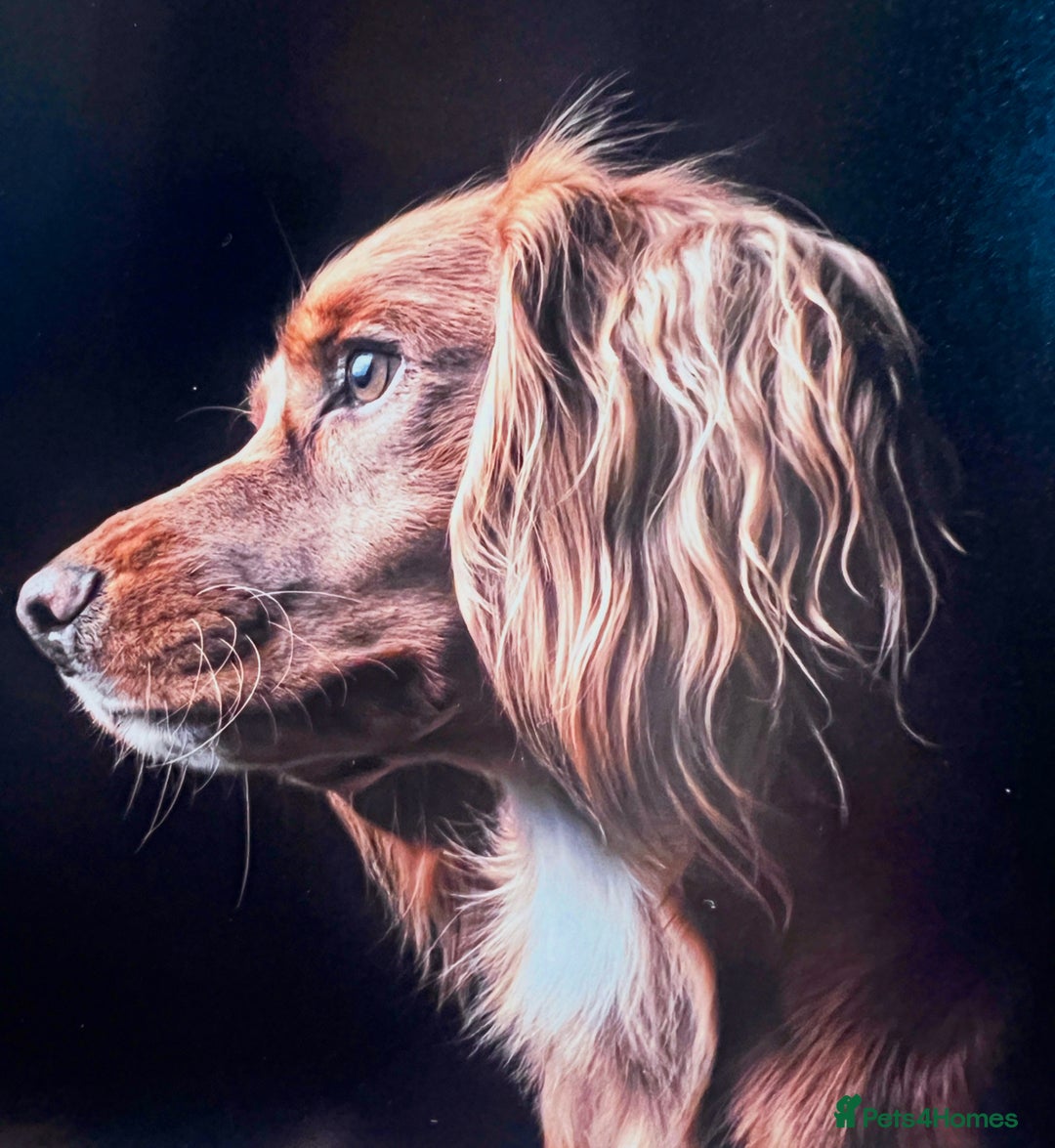 Cocker Spaniel dogs for stud: Health tested. Carries tan. KC reg.  in Blandford Forum - Advert 5
