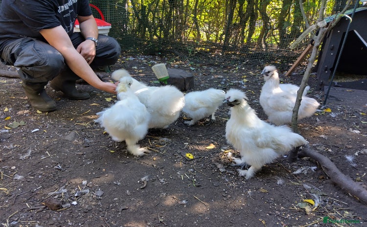Chickens poultry - Advert 4