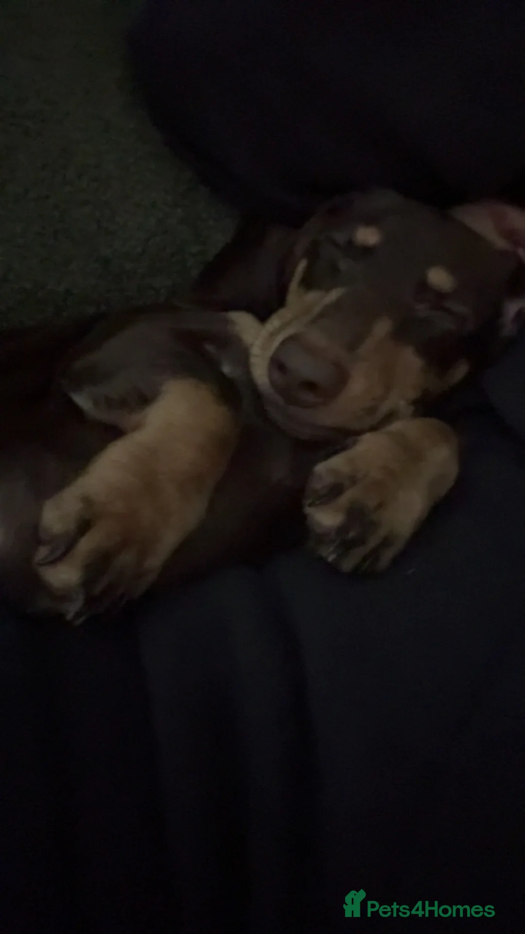 Miniature Dachshund dogs for sale: 6 Month Miniature Female Dachshund  - Advert 2