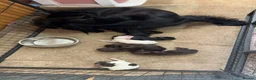 Cocker Spaniel dogs for sale: F1 cocker spaniel puppies ! in Sittingbourne - Advert 18